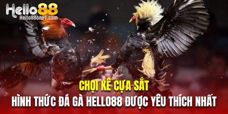 Chọi kê cựa sắt là hình thức đá gà Hello88 được yêu thích nhất