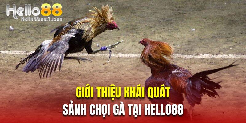 Giới thiệu khái quát sảnh chọi gà tại Hello88