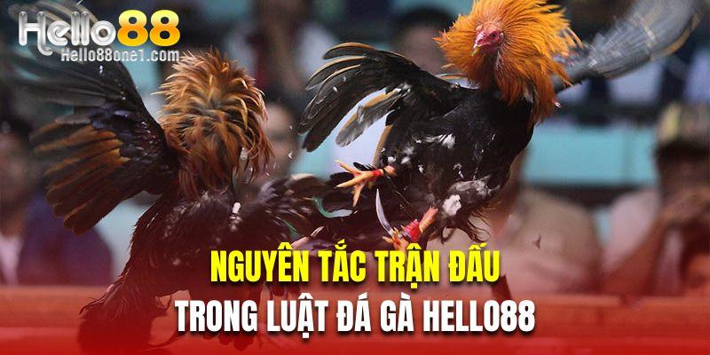 Nguyên tắc trận đấu trong luật đá gà Hello88